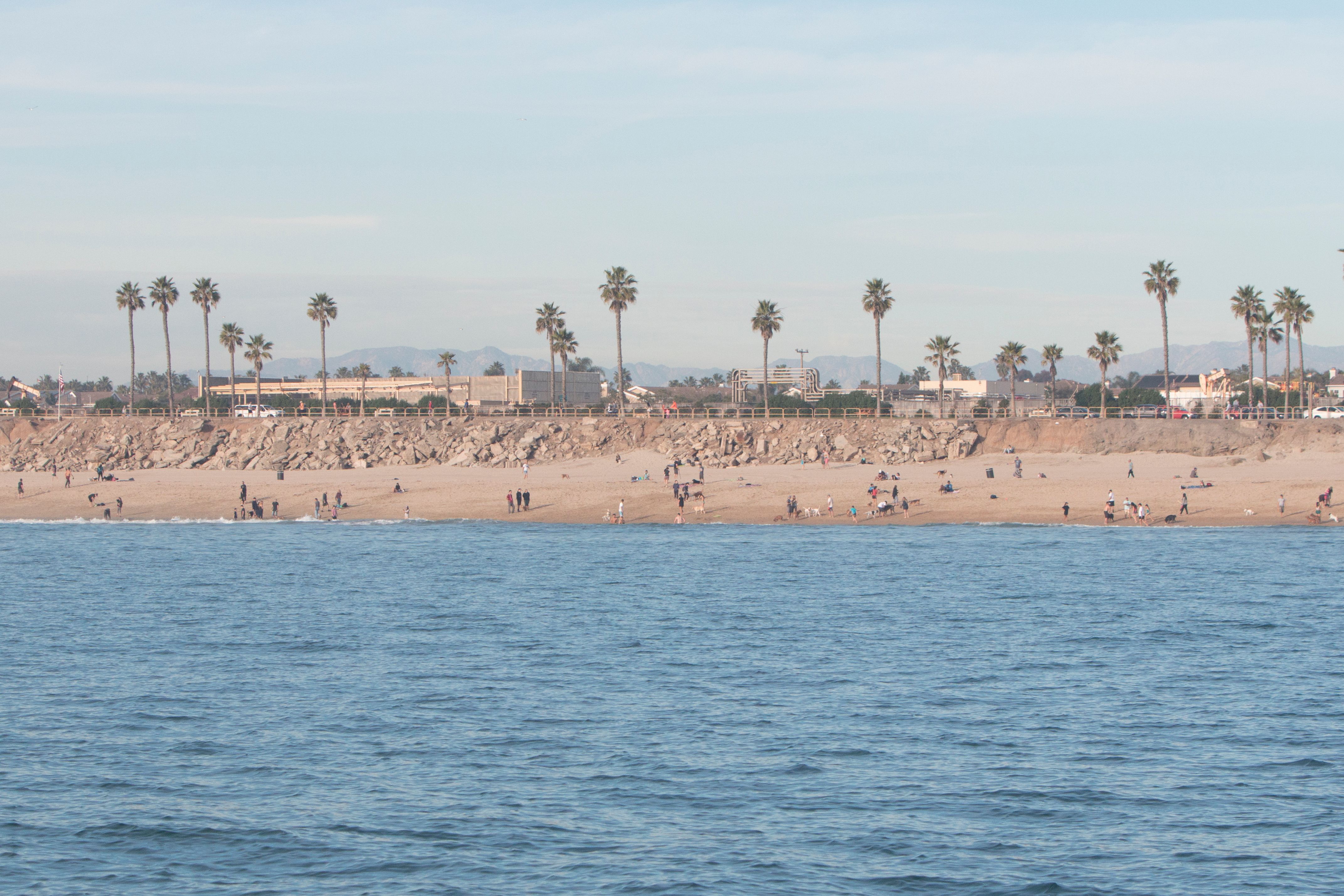 Huntington Dog Beach Orange County Outdoors